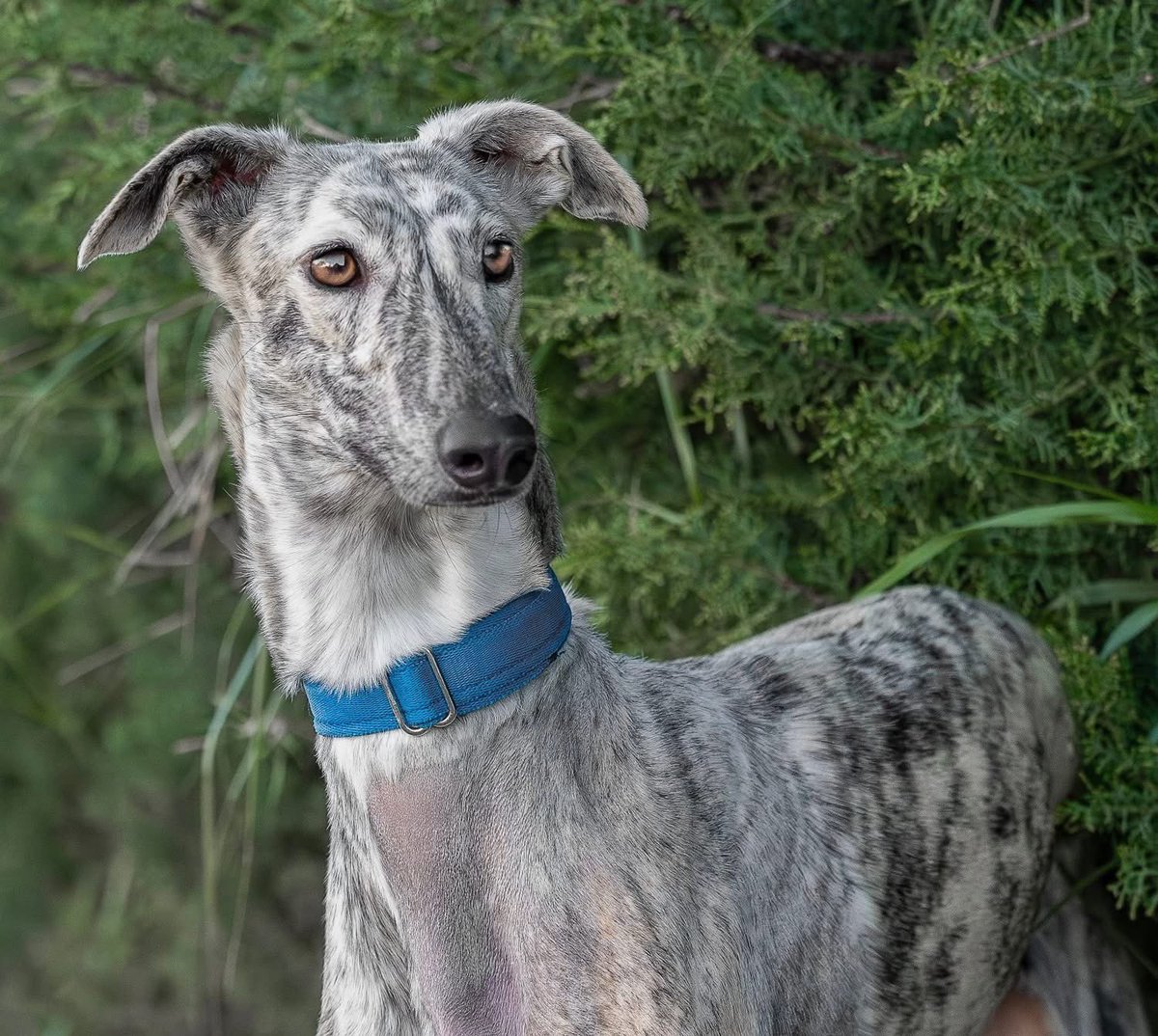 Galgos del Sol tweet media