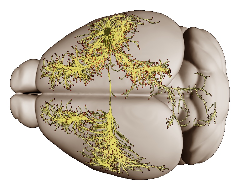 Brain tweet media