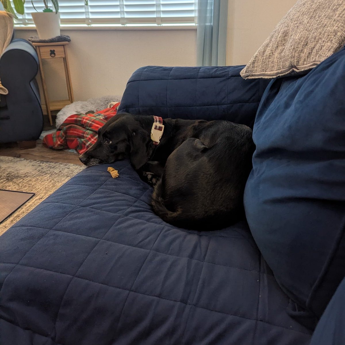 millypod1's tweet photo. ๐2 MAR 2026 #Lost Jade #ScanMe
Labrador Cross Female
West Lavington Fields #SN10
County #Devizes #Wiltshire
https://t.co/uEit5HR6vc https://t.co/uJsQL1gVF4