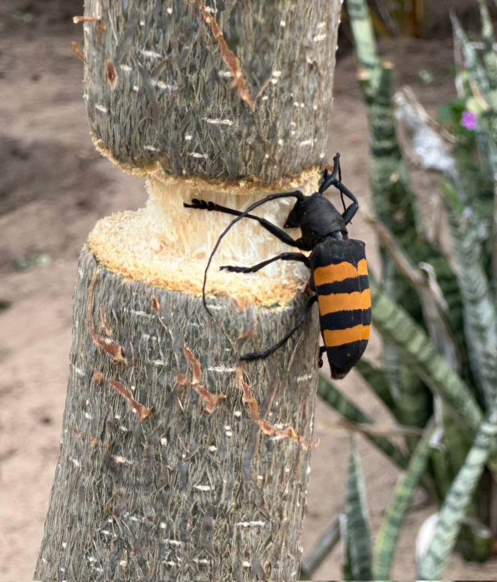 Pascal_Vaccaro's tweet photo. Qui connaît cet insecte de la famille  cerambycidae ? https://t.co/gIBerG9pES