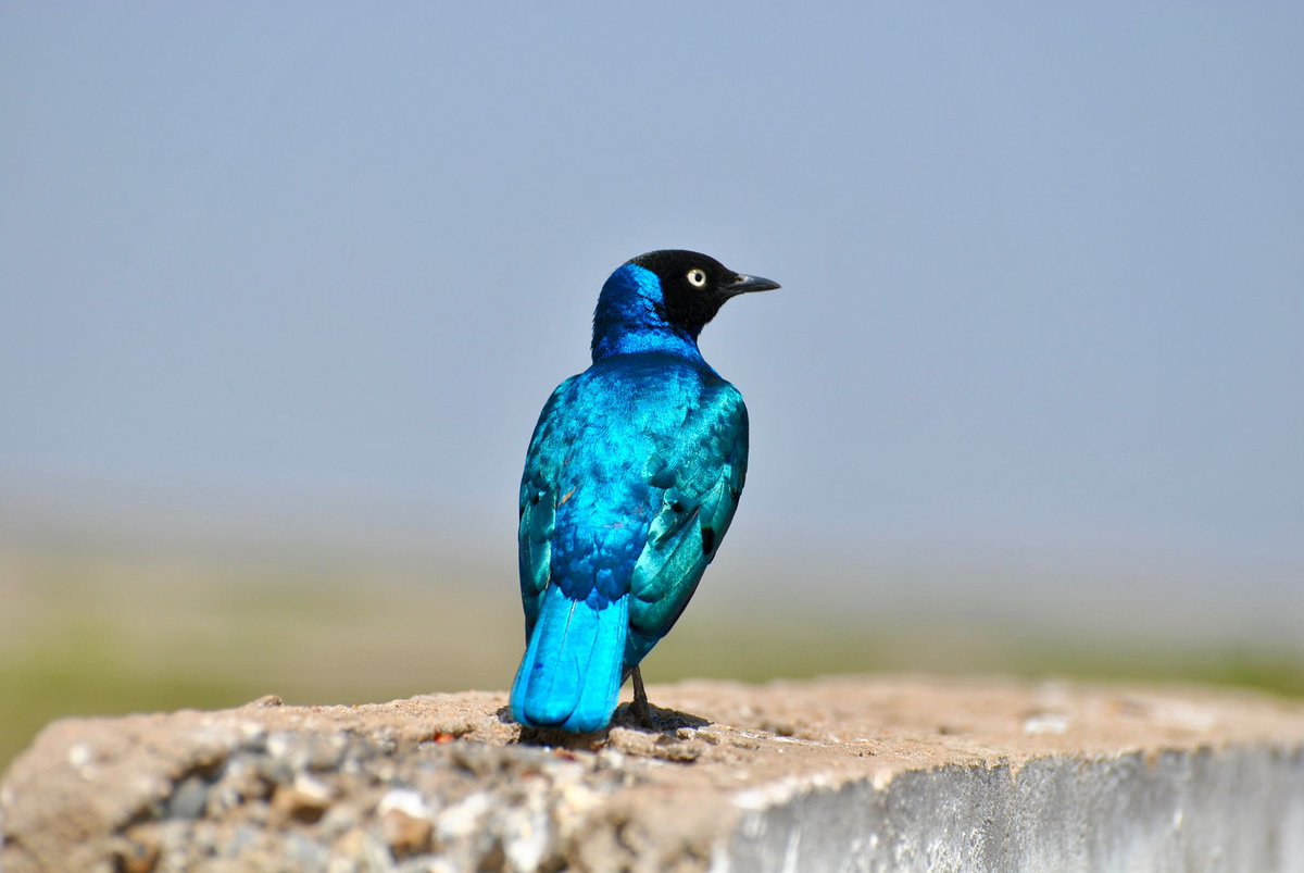 RyanMadi_'s tweet photo. @VipanKu06006785 @sciencegirl Real! Saw them in Africa. https://t.co/NiBOVbyPHa