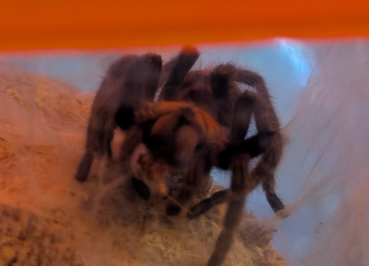 Mirai-Vegeta (RIP Toriyama-sensei)🇺🇸 tweet media