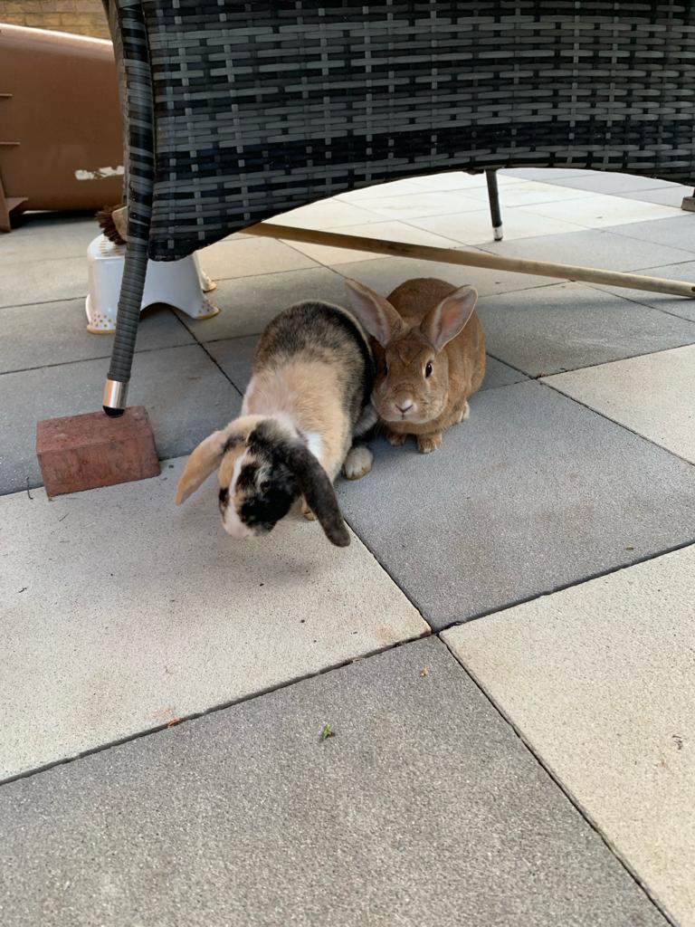 Good morning. Please help South African rabbits in two real ways 🐰💛

Why donate: Southern Cape Bunny Haven is on the front line in South Africa, caring for rabbits rescued from the meat and fur trade (and other urgent cases). They urgently need bunny food support — please