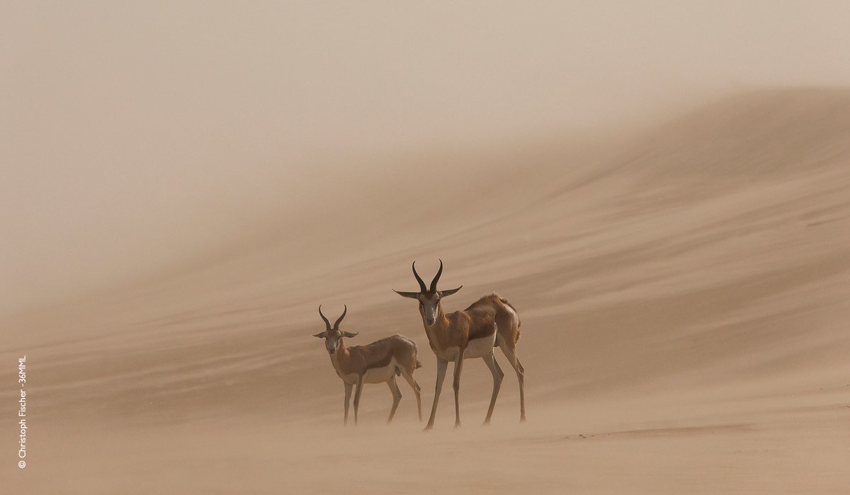 Memorial Maria Luisa tweet media