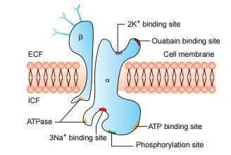 Have you noticed that in almost every ER case we handle, we are basically just fighting to keep one tiny machine running? I’m talking about the Na+/K+ ATPase Pump. 

​As Frontliners (Nurses, Intern Doctors, Paramedics), our entire job is to ensure this pump stays powered up.