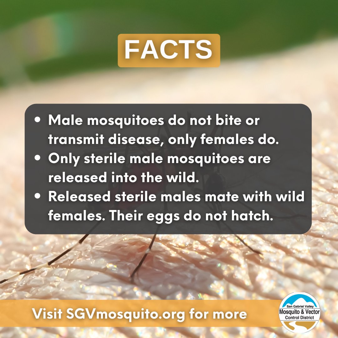 SGVMosquito's tweet photo. Myth: Released mosquitoes will bite and transmit disease. 🦟🦟🦟

Fact: Mosquito-borne diseases are transmitted through the bite of female mosquitoes. Only male mosquitoes are sterilized and released into the wild.  #MosquitoControl #SVGMosquito #SIT https://t.co/yYrV5rLDz1