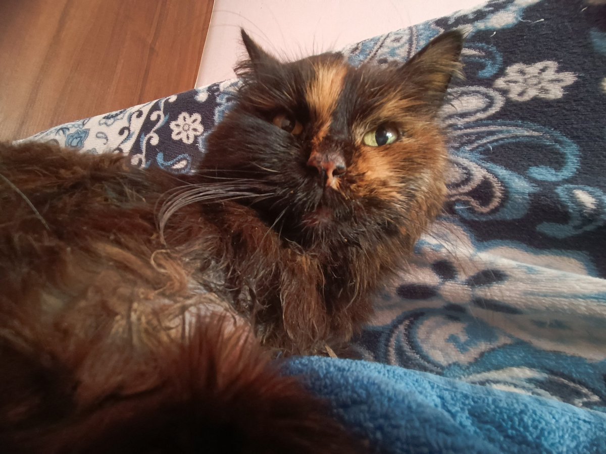 Sov💀❄️🇺🇦🏳️🌈 tweet media