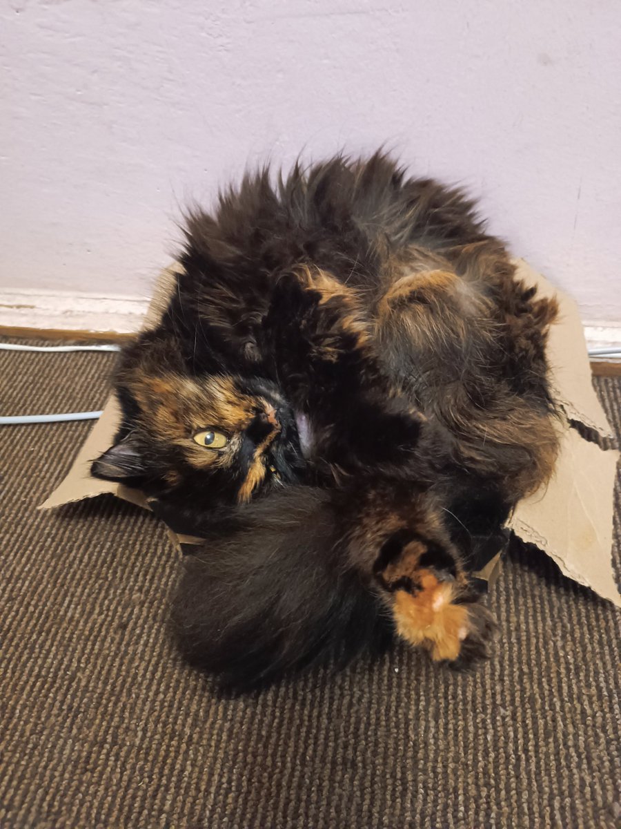 Sov💀❄️🇺🇦🏳️🌈 tweet media