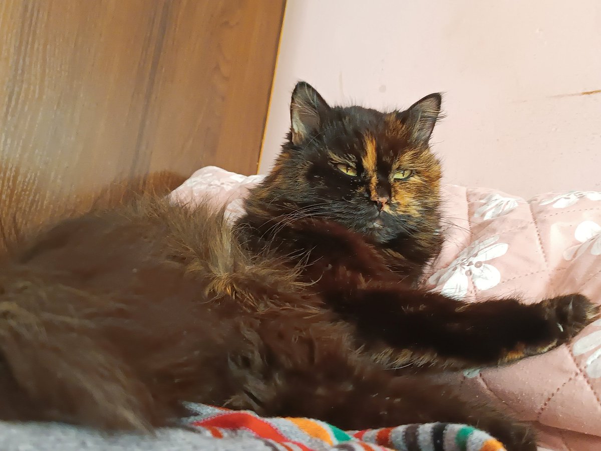 Sov💀❄️🇺🇦🏳️🌈 tweet media