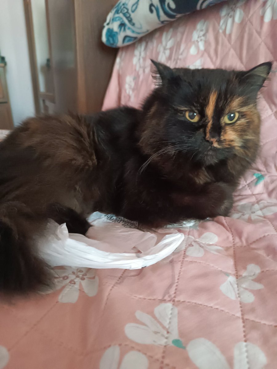 Sov💀❄️🇺🇦🏳️🌈 tweet media