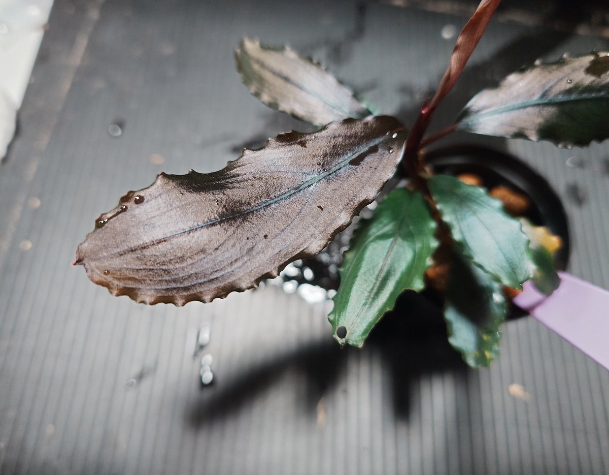 ブセファランドラ