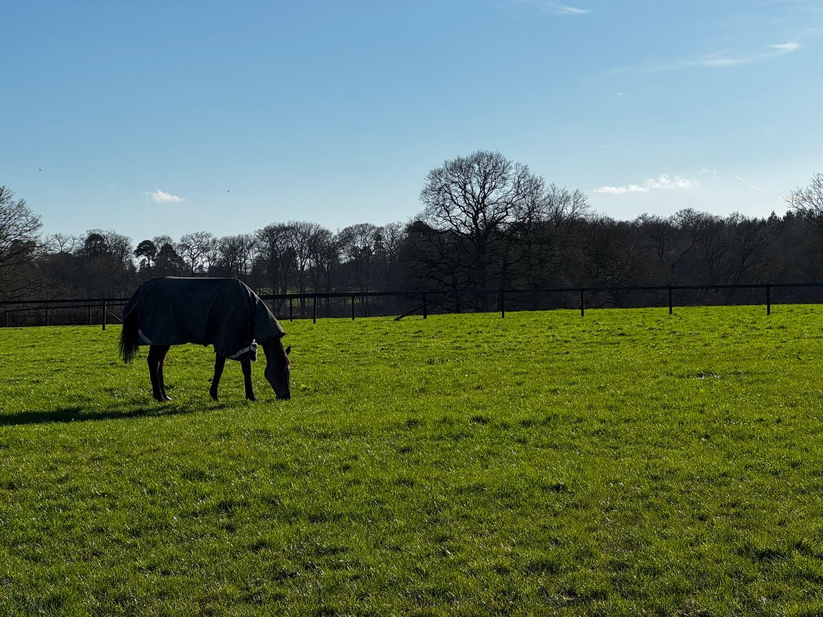 Today having spoken to all of his owners I have taken the decision to retire Brentford Hope. 

From the very start of my training career, Dave, as we all know him has been a completely wonderful horse for us all. Taking us to some fabulous places, winning some lovely races and