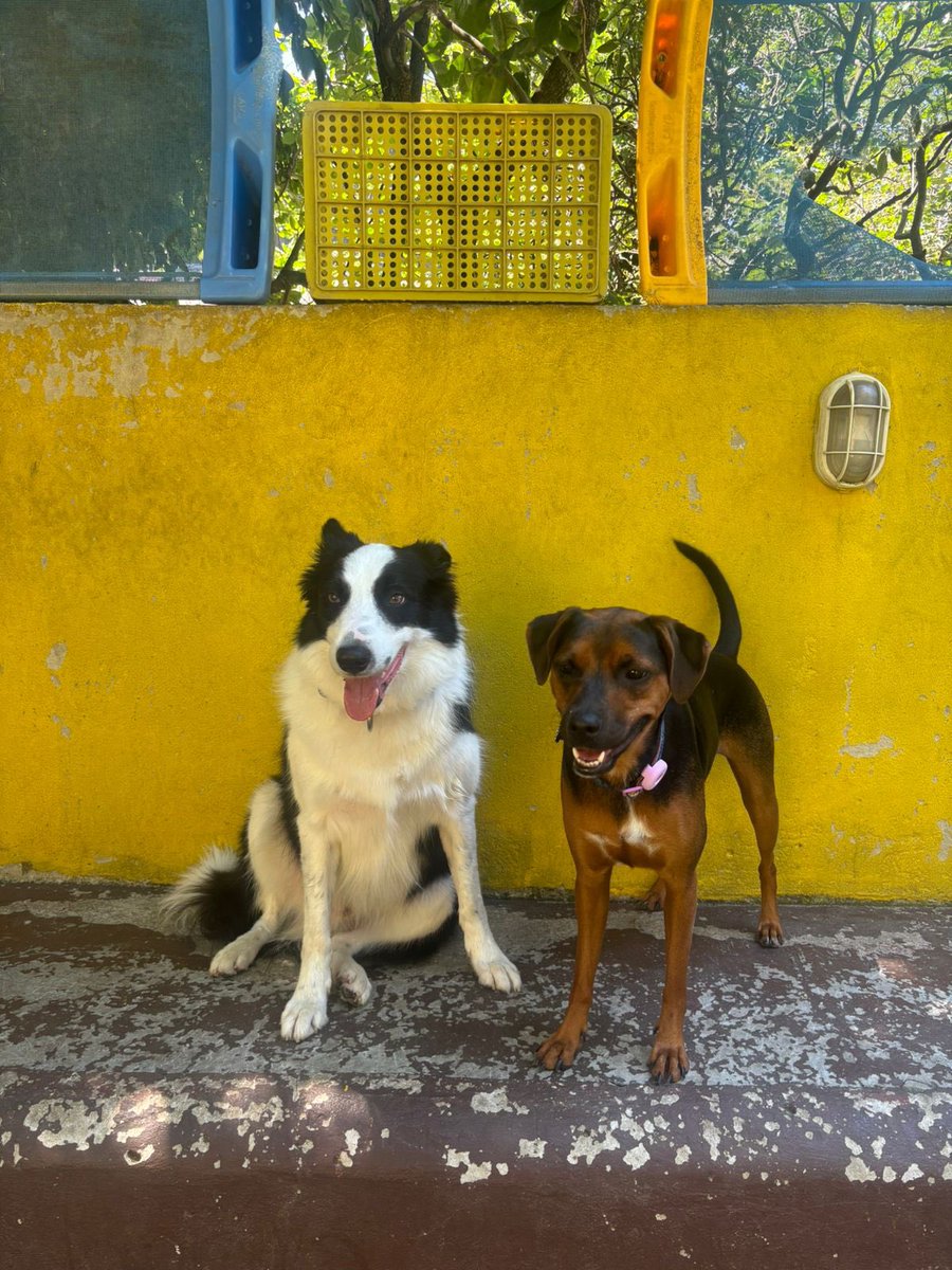 rafaellabd's tweet photo. Abigail &amp; sua turma hoje na creche https://t.co/SY54Mrpo8V
