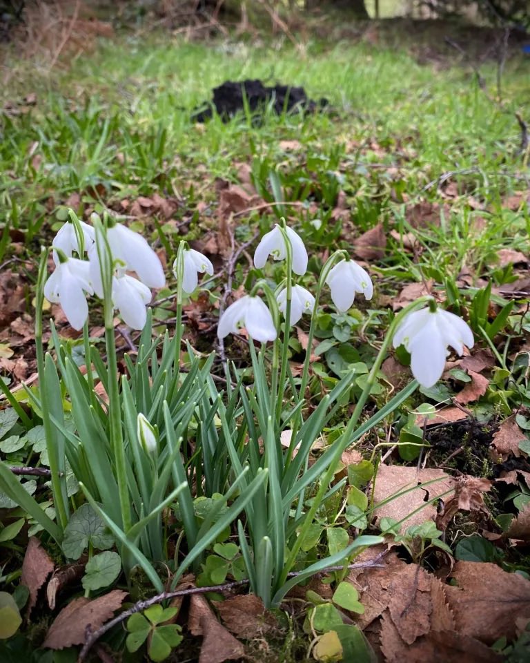AilishSinclair's tweet image. The Snowdrops and the Mole 

Read the post: ailishsinclair.com/2026/02/the-sn…

Snowdrops and the mole. Sounds like the title of a book I might write. But no, it’s just the state of the garden. #MondayBlogs