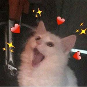 Shirubacat tweet media