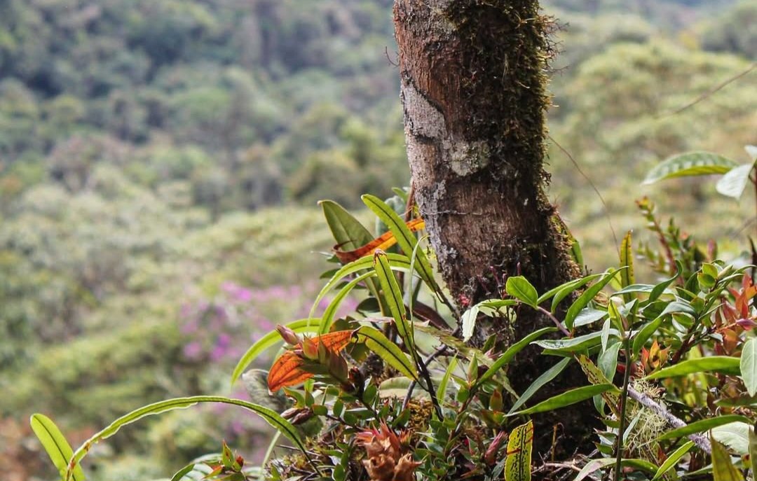 Fondo de Inversión Ambiental Sostenible - FIAS tweet media