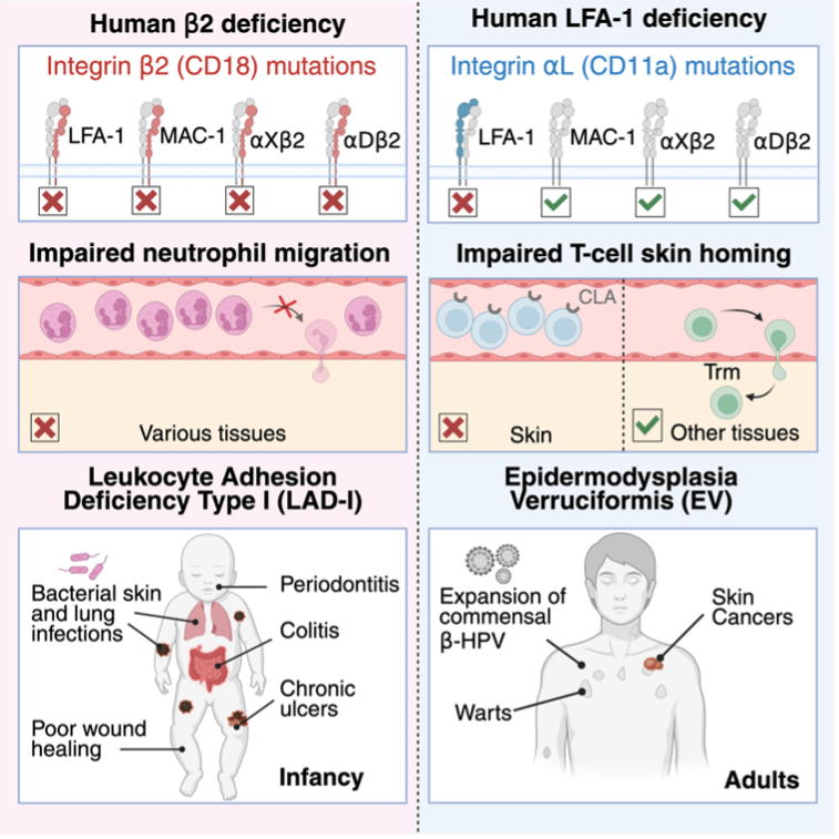 casanova_lab's tweet photo. 18/ This calls for a complete re-evaluation of the textbook paradigm that LFA-1 is essential for neutrophil extravasation. The practice of referring to LAD-I as "LFA-1 deficiency" should also be reconsidered. https://t.co/i7u64sqpHY
