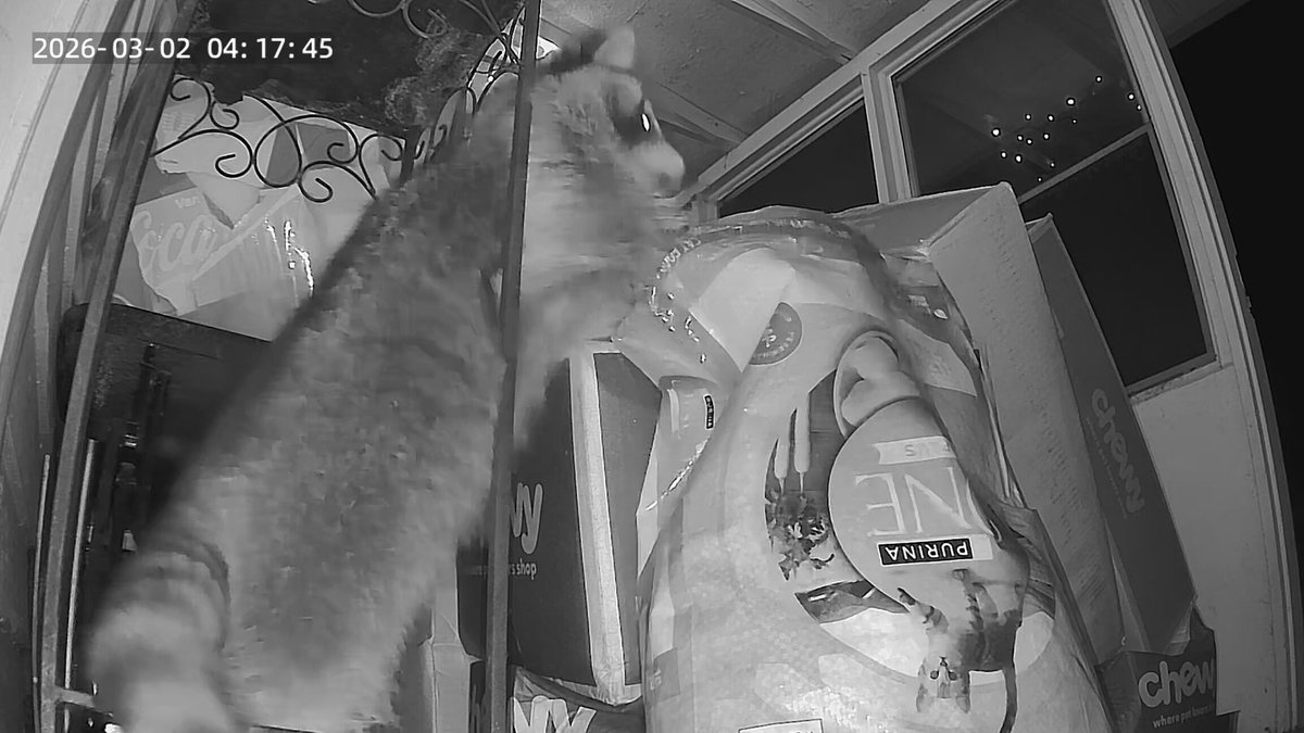 Gh0stLei's tweet photo. @Chewy @Gh0stLei 

I thought my porch would be safe for the night, but they pulled a B&amp;E and got to snacking again. 🤣 https://t.co/8cSjtTssPv