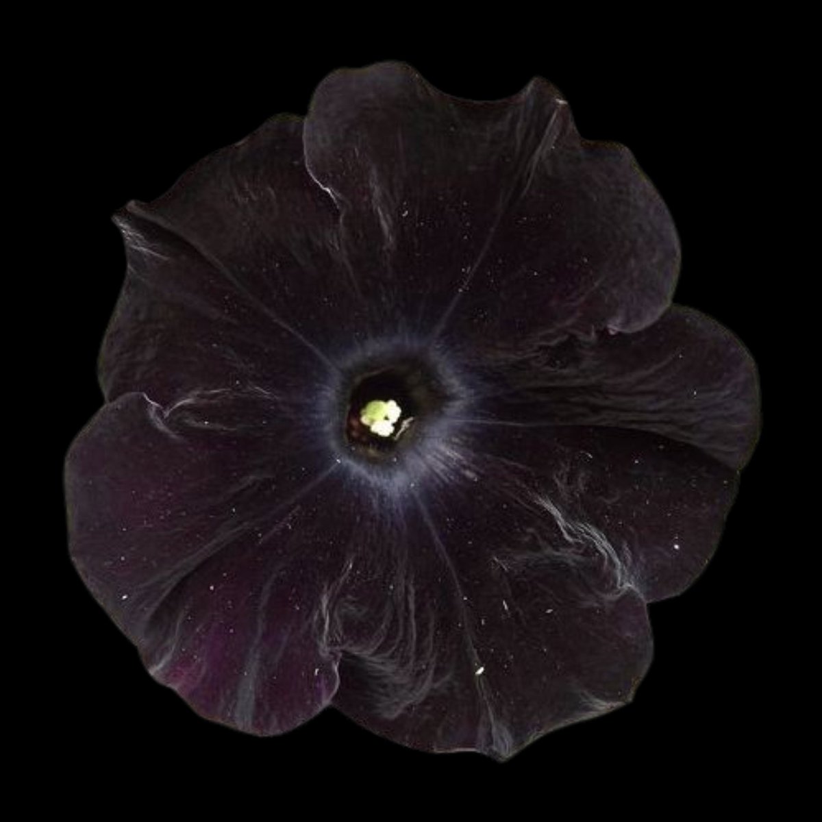 𖥔 ࣪˖ 𝓓𝓪𝔂𝓼𝓲 ⏾*:･ tweet media