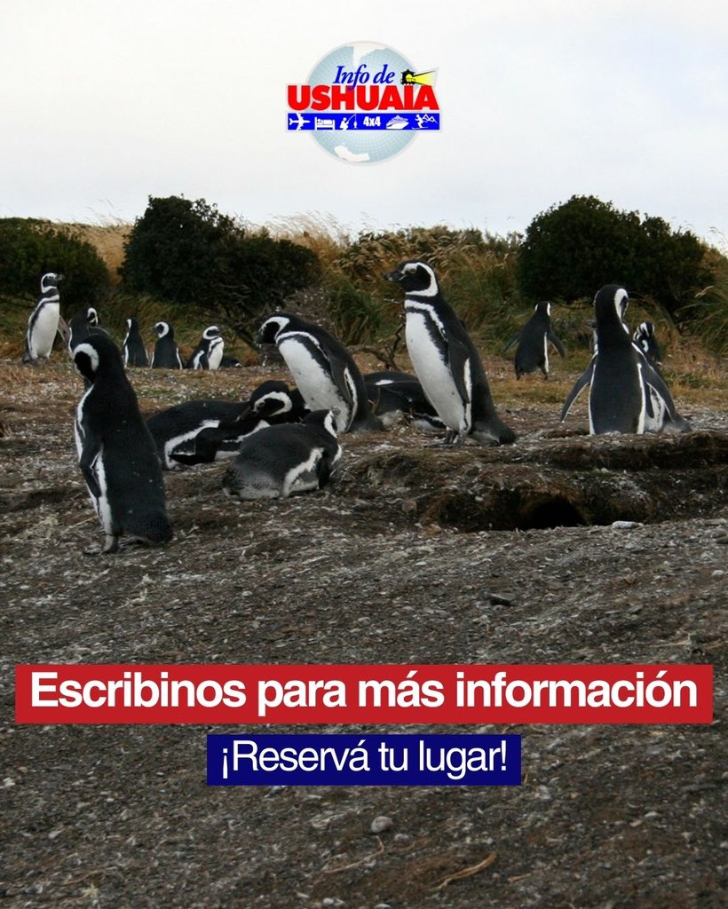 infodeushuaia's tweet photo. ¡Viví una aventura única con los Pingüinos en el Fin del Mundo! 🐧🌊💙

🤩  Conocé las excursiones que tenemos para vos y aprovechá esta oportunidad única de avistarlos de cerca 🛥️ 
#InfoDeUshuaia #Ushuaia https://t.co/pWNidcyQsd