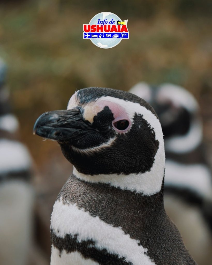 infodeushuaia's tweet photo. ¡Viví una aventura única con los Pingüinos en el Fin del Mundo! 🐧🌊💙

🤩  Conocé las excursiones que tenemos para vos y aprovechá esta oportunidad única de avistarlos de cerca 🛥️ 
#InfoDeUshuaia #Ushuaia https://t.co/pWNidcyQsd