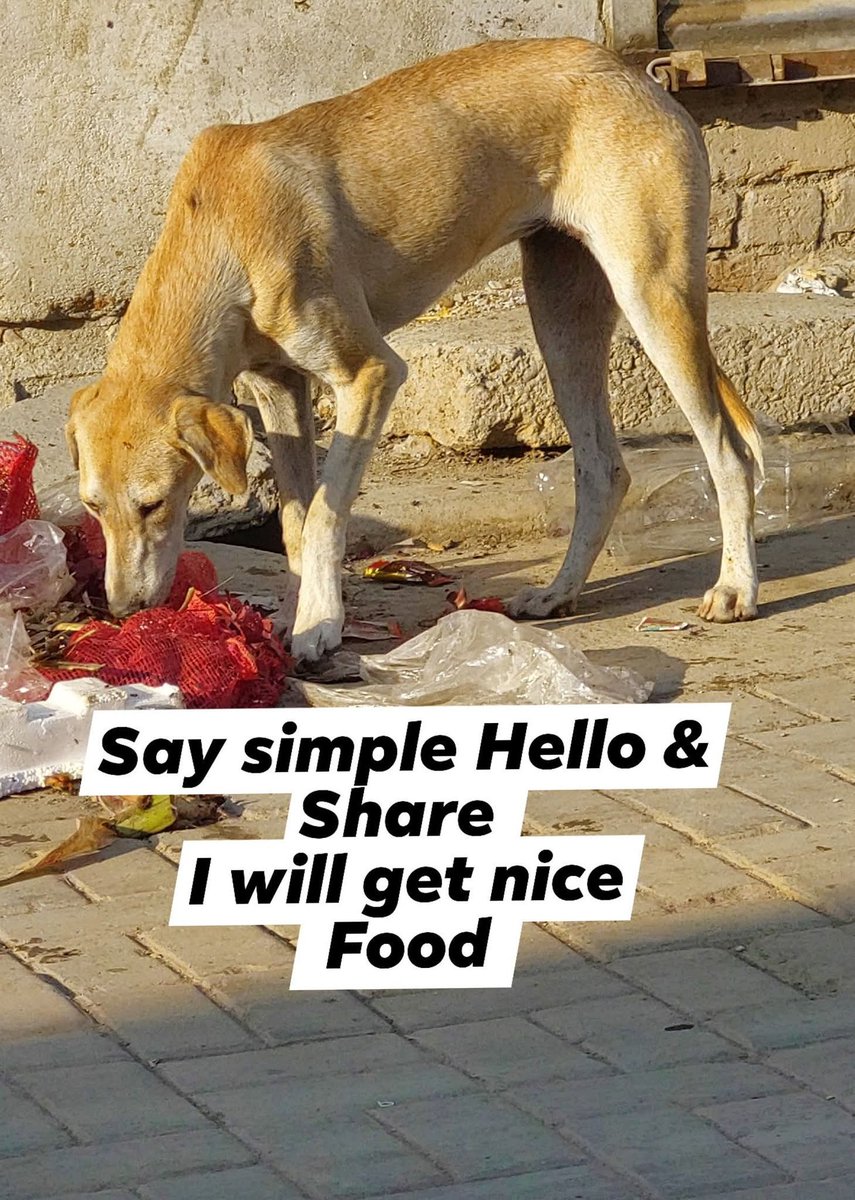 Help Street Dogs tweet media