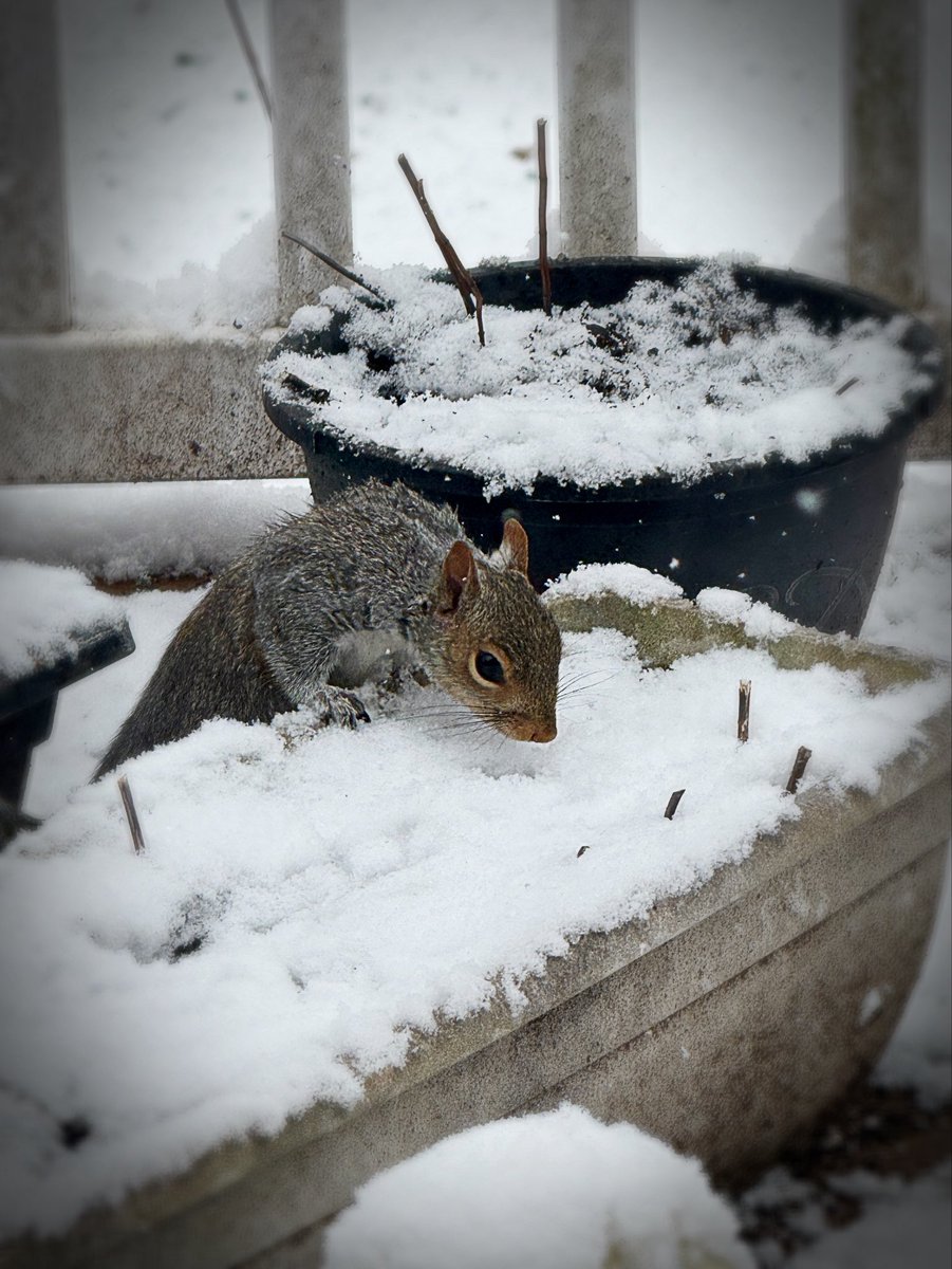 JanetBS's tweet photo. @capitalweather “Where did I hide it, again?”says an unimpressed Mama Squirrel. #overit  #AshburnWx #DMVWx https://t.co/hx35AVz5Lk