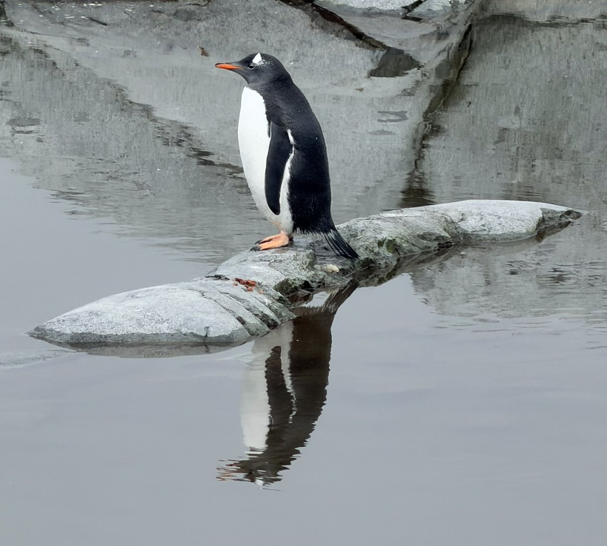 Chris Hart tweet media