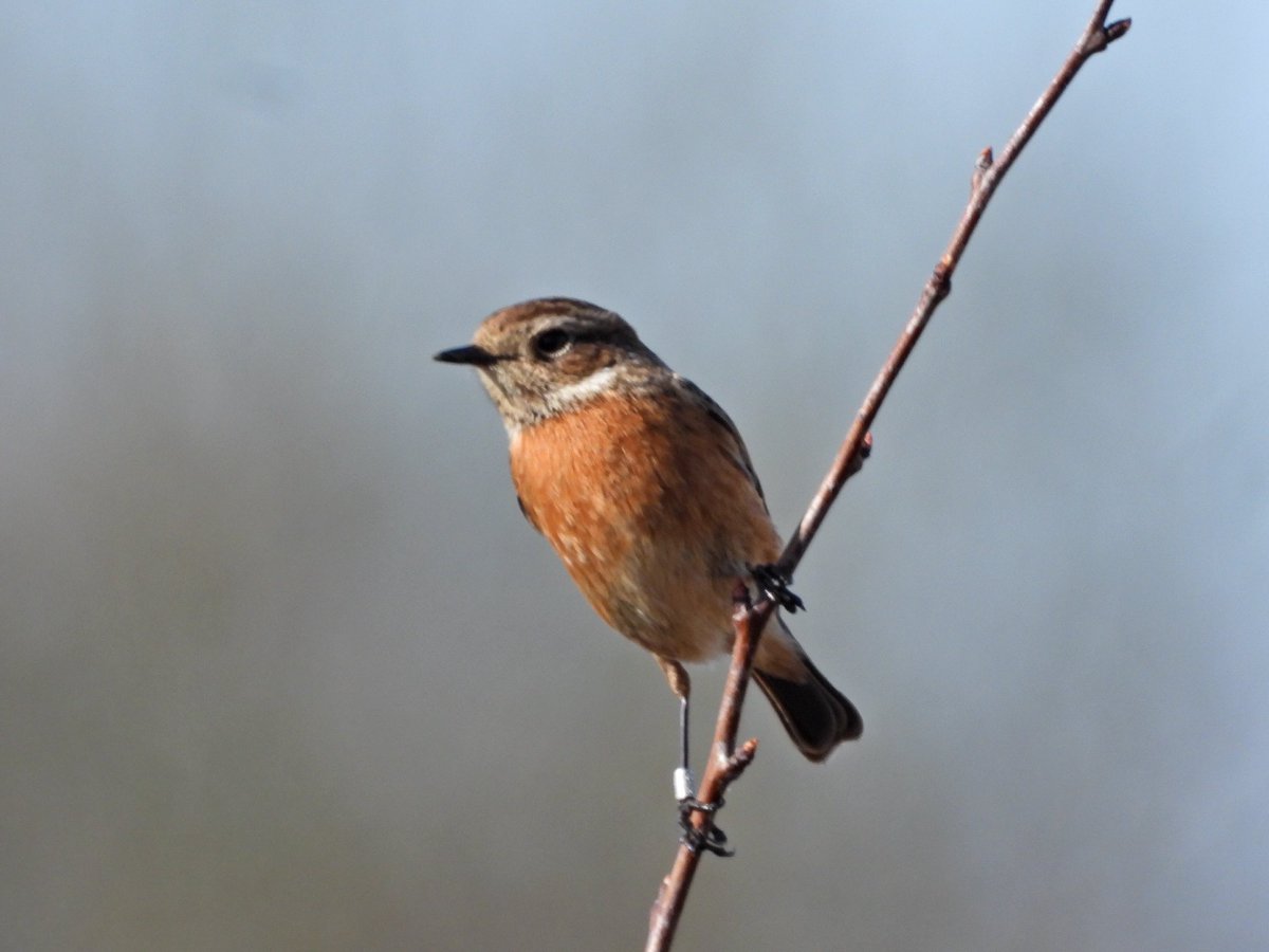 Alan Boddington tweet media