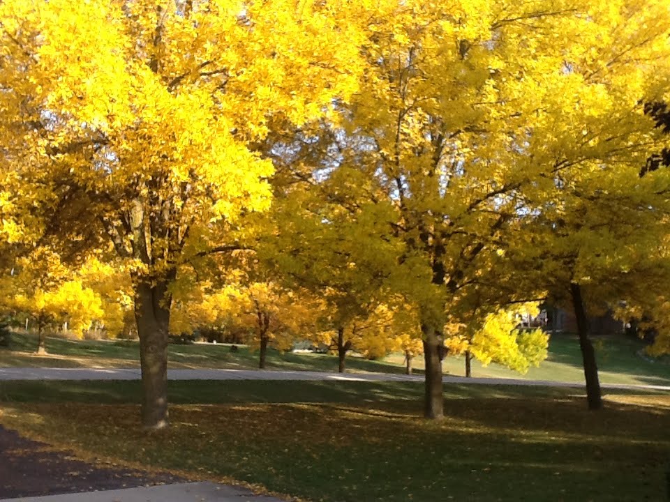 jeffrey_junig's tweet photo. The ash trees on our street died the same year I couldn’t finish my evening walk. https://t.co/MPkEYzD44P