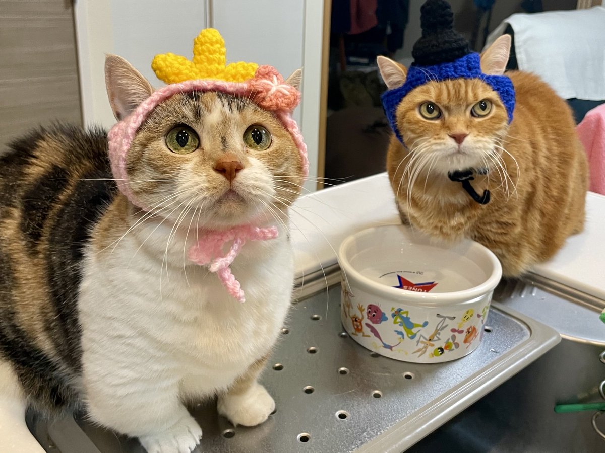 チューと言えばニャー tweet media