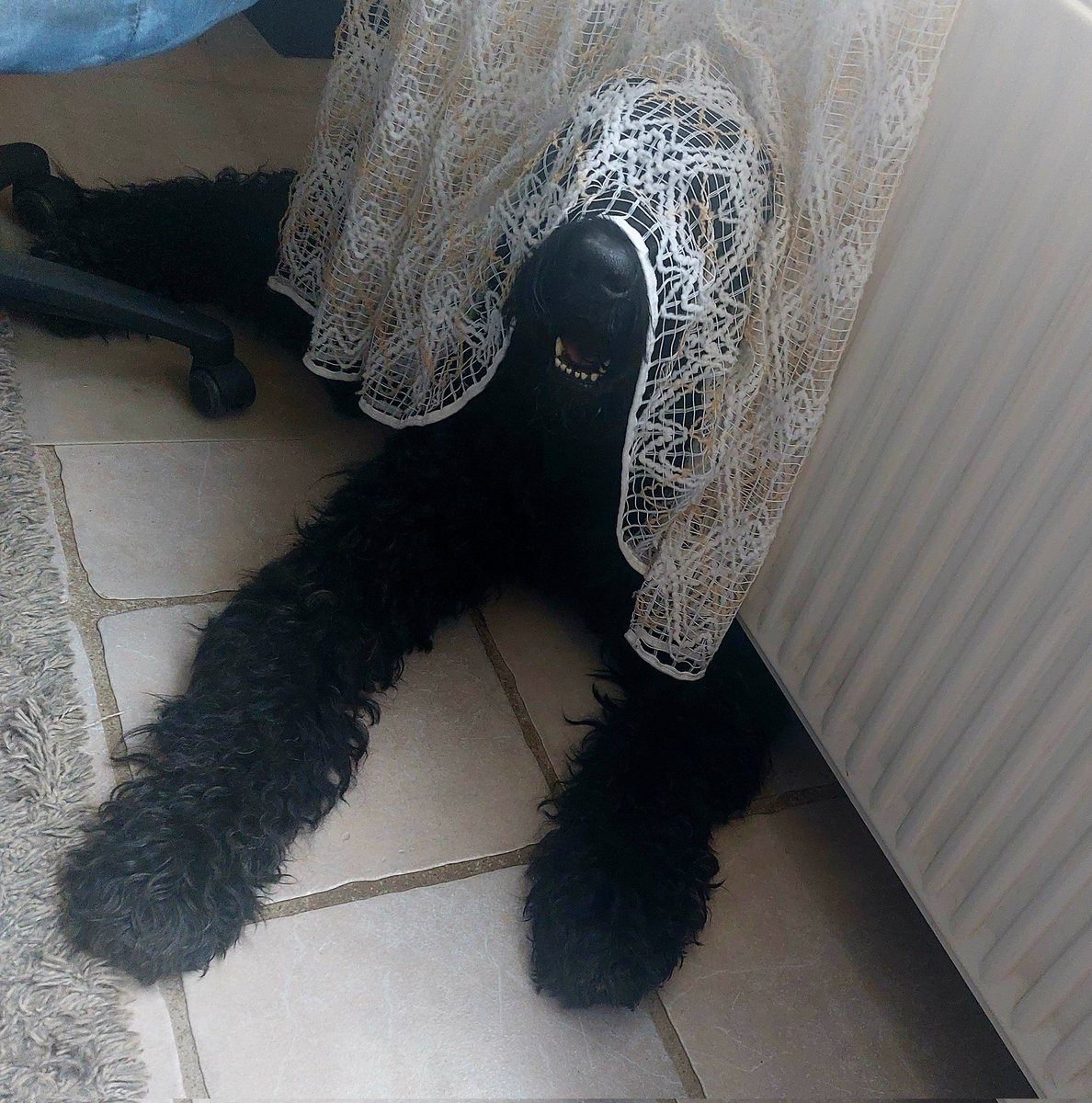 DieFraumitX1's tweet photo. Ich bin ja ein absoluter Hundemensch. Das habe ich mir nicht ausgesucht, es ist einfach so.
Mein Seelenhund war mein Gustav. Bekommen mit 18, verloren mit 32.
Ich liebte Hunde auch in den Jahren danach, konnte mir aber nicht mehr vorstellen, nochmal eine absolut innige Liebe zu empfinden.
Und dann kam letztes Jahr Stinkbert (Giesbert eigentlich) in mein Leben.
Unsere Verbindung ist was ganz Besonderes. ♥️
Liebe den so unnormal und er mich irgendwie auch 😂
Arsch auf Eimer einfach.
Er ist meine Braut 😁