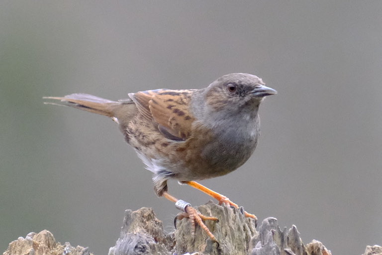 All birds are equal…
#derwent #northumbria
#bird #photography
#birdphotography