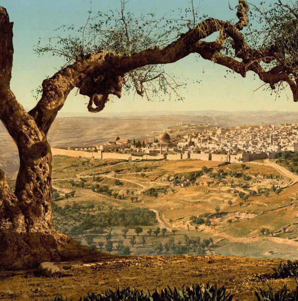 هنا على هذه الربوة رابط المسلمون لفتح #القدس هنا رابط أمير جيش المسلمين أبوعبيدة بن الجراح وخالد بن الوليد ومعاوية بن أبي سفيان وعمرو بن العاص وشرحبيل بن حسنة وهنا مر الفاروق عمر بن الخطاب رضي الله عنه لاستلام مفاتيح القدس سنة ١٥ھ، الموافق 637م.
الصورة تعود لسنة 1895م لباب الواد