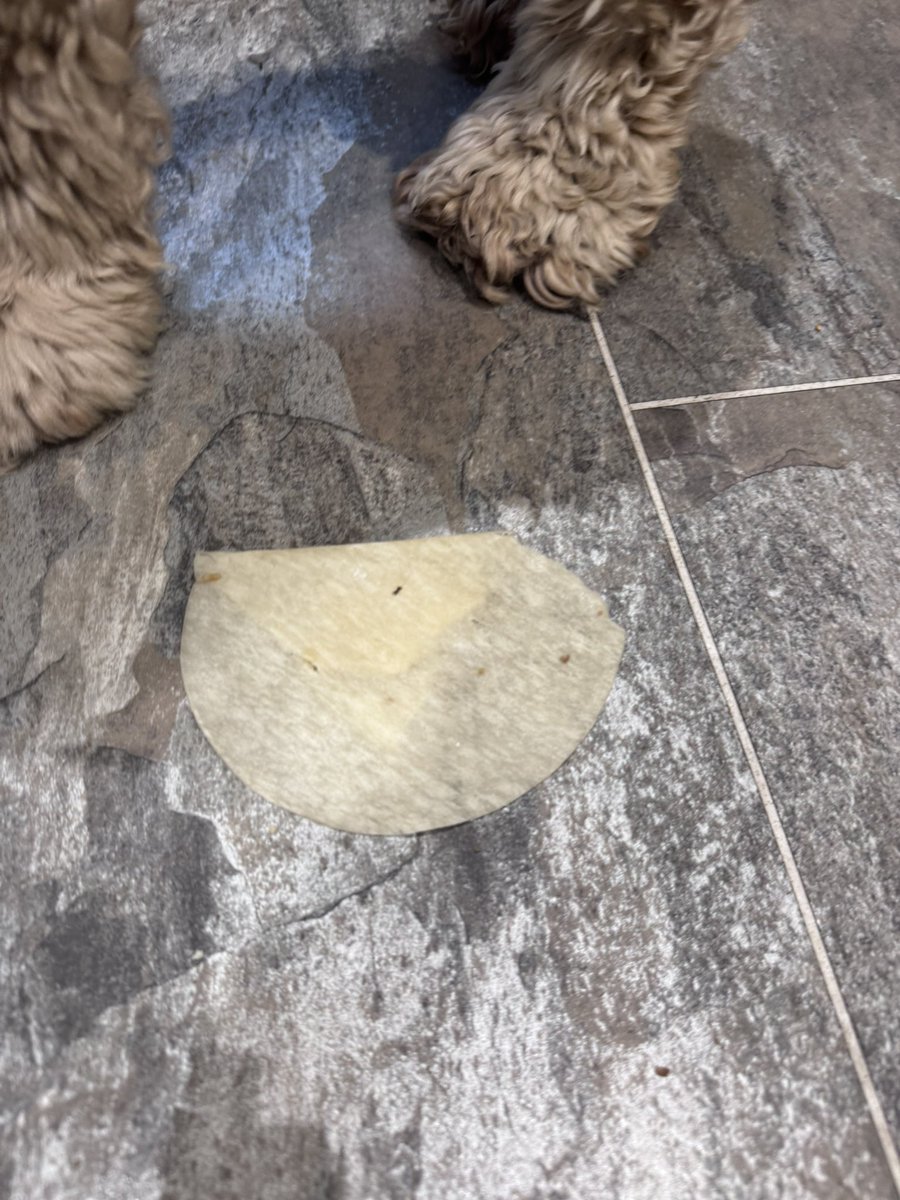 Super Spaniels tweet media