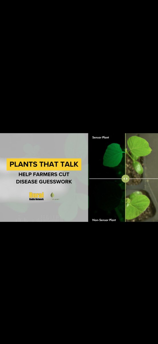 BurbackSteven's tweet photo. Nebraska, South Dakota, and Iowa farmer friends….how many of you have heard of or have experience with InnerPlant and CropVoice? 
#soybean #soybeans #disease #Agriculture #AgX #AgTwitter #thread #foryourpage #Nebraska #SouthDakota #IOWA #farming https://t.co/epbk7LYAcB