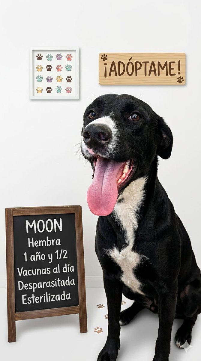 soyanoticias's tweet photo. BUSCAN HOGAR: PERRITOS LISTOS PARA ADOPCIÓN EN SANTA TECLA

La Alcaldía de Santa Tecla informa que los adorables animales del Centro de Resguardo están listos para encontrar una familia que les brinde amor y cuidados. Si deseas sumar un nuevo integrante a tu hogar, esta es tu oportunidad de cambiar la vida de uno de estos peluditos.

Para más información, comunícate al 7165-7419 y descubre cómo adoptar.