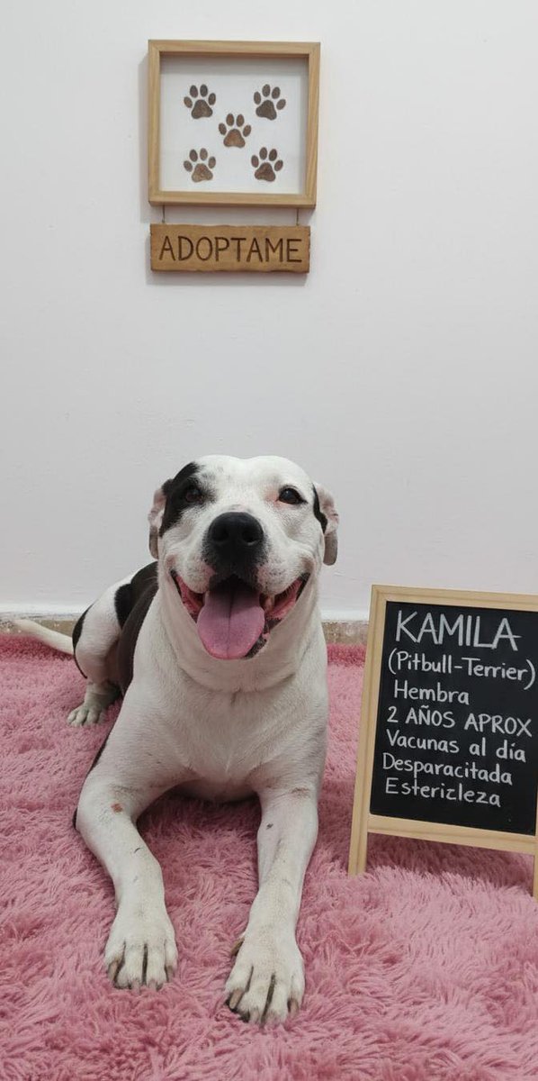 soyanoticias's tweet photo. BUSCAN HOGAR: PERRITOS LISTOS PARA ADOPCIÓN EN SANTA TECLA

La Alcaldía de Santa Tecla informa que los adorables animales del Centro de Resguardo están listos para encontrar una familia que les brinde amor y cuidados. Si deseas sumar un nuevo integrante a tu hogar, esta es tu oportunidad de cambiar la vida de uno de estos peluditos.

Para más información, comunícate al 7165-7419 y descubre cómo adoptar.