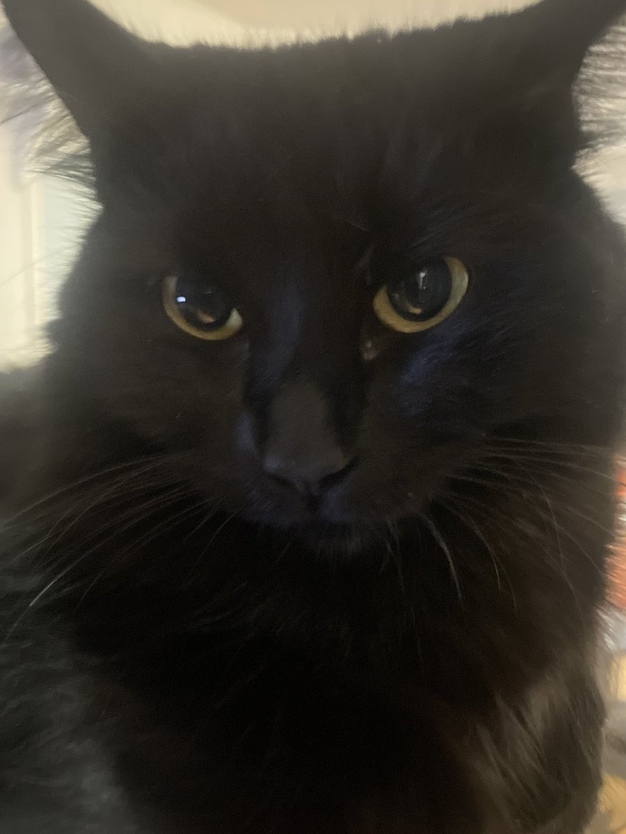 CatgirlParisTTV's tweet photo. PLEASE LET ME POST MY CATS TWITTER https://t.co/Cgn7Ugvnql