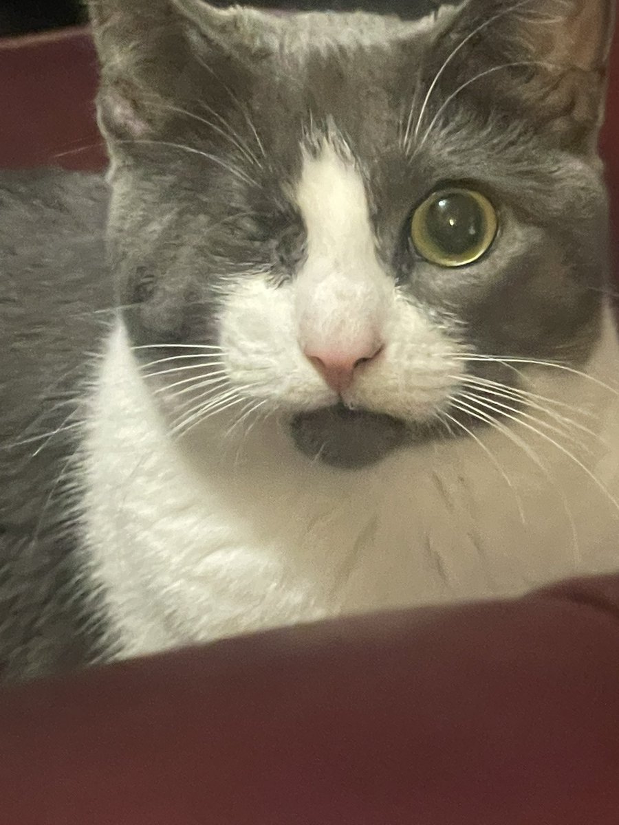 CatgirlParisTTV's tweet photo. PLEASE LET ME POST MY CATS TWITTER https://t.co/Cgn7Ugvnql