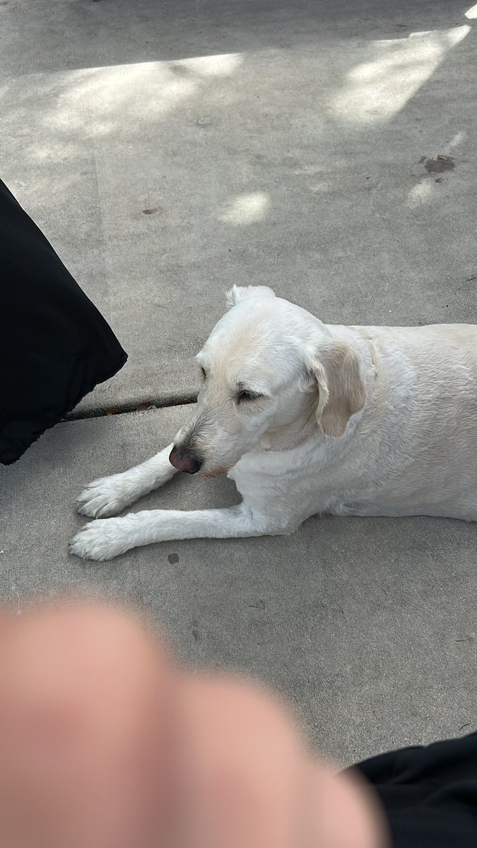 KingYarry tweet media