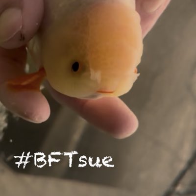 Angela Chaisson tweet media