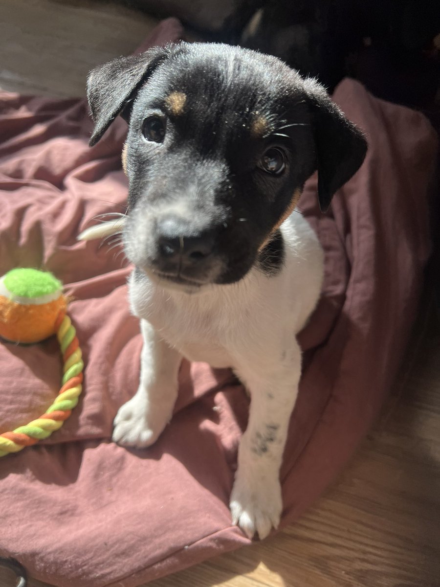 Lorena Becerra tweet media