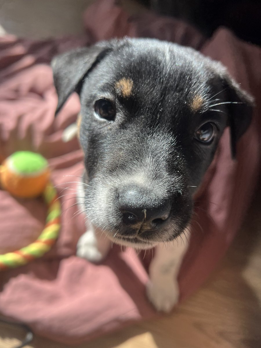 Lorena Becerra tweet media