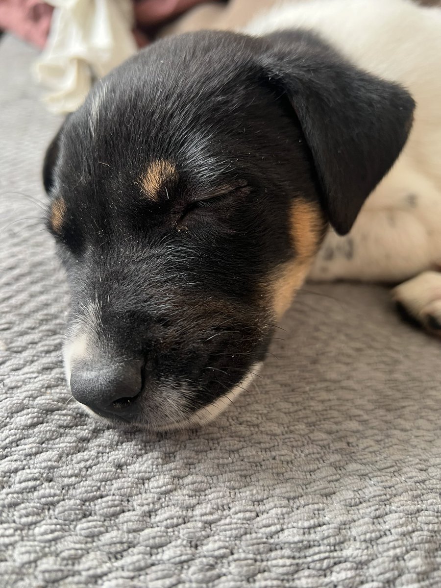 Lorena Becerra tweet media