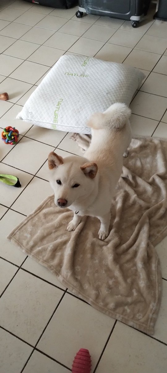 LuciferAntigone's tweet photo. @Cafeine_gc On peut dire pareil des Shiba !
S'il pleut, la mienne ne veut pas sortir. https://t.co/4FX0grCpa5