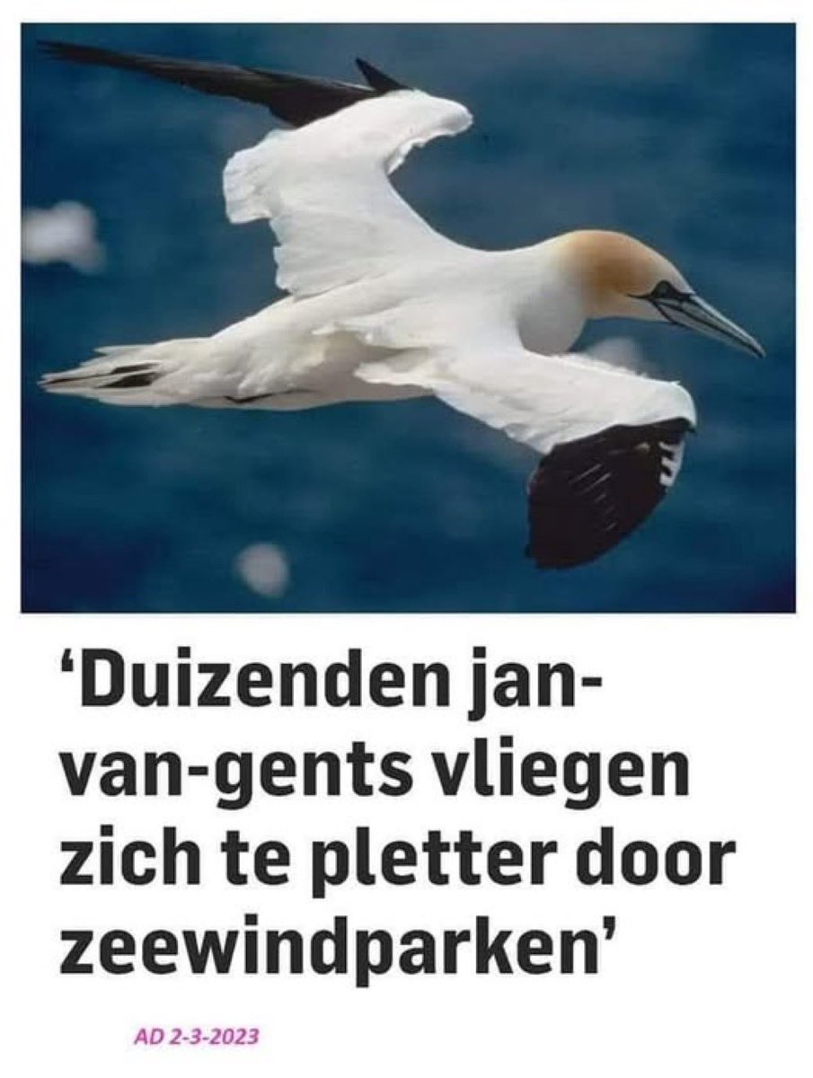 Verschrikkelijk dit, hartverscheurend.
Dit zijn prachtige vogels die letterlijk afgeslacht worden door terreur- turbines.

Met dank aan #GroenlinksPvda #D66 #VVD #CDA #PvdD