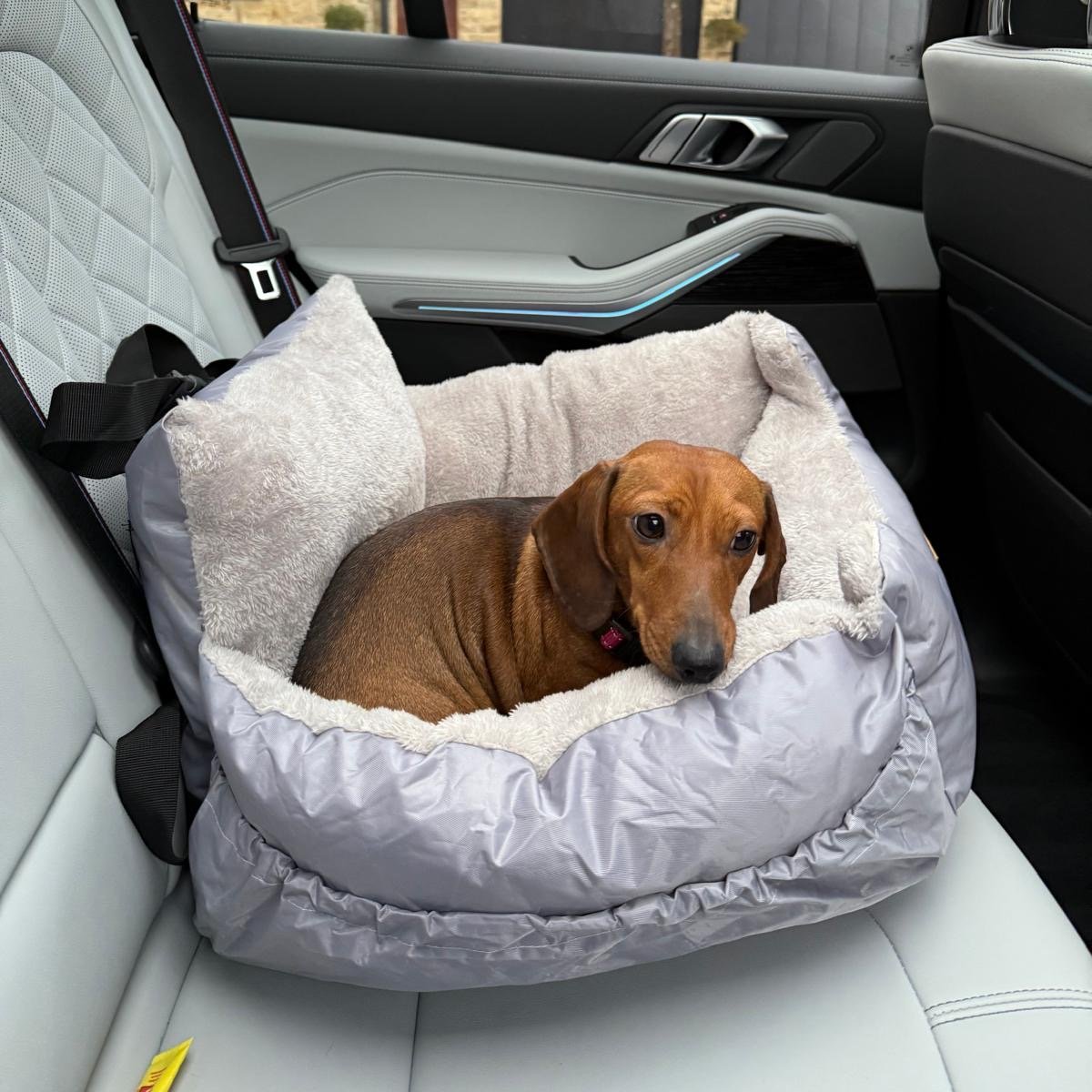 millypod1's tweet photo. π2 MAR 2026 #Lost Lottie #ScanMe
Dachshund Female #SausageArmy
Lost on the Billing today #LS19
County #Leeds #WestYorkshire #Yorkshire
Was scared by a mountain biker and ran off. Not been seen since, multiple people searching
https://t.co/WK1SlDwUfC https://t.co/MBmsr4uXTX