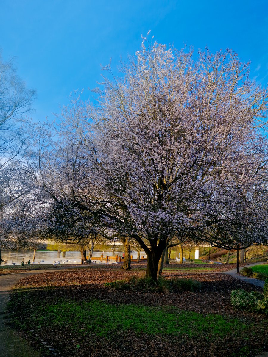 KankaMarcin's tweet photo. Day 128/365
spring crowns the quiet tree 🌸
light settles softly over the riverbank 🌿
a moment of calm between seasons ✨
#365challenge #365dayphotochallenge #springlight #blossomtree #riverside #springmood #naturelovers #peacefulplaces https://t.co/tQVHARbH1V
