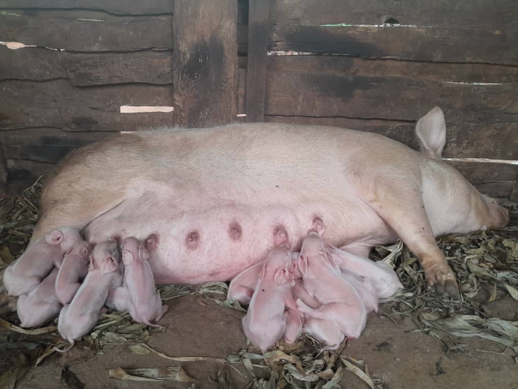 Tumwebaze Thomas tweet media